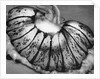Jellyfish, California, 1967 by Anonymous