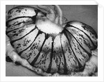 Jellyfish, California, 1967 by Anonymous
