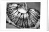 Jellyfish, California, 1967 by Anonymous