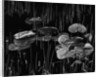 Swamp, Alaska, 1977 by Anonymous