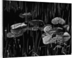 Swamp, Alaska, 1977 by Anonymous