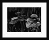 Swamp, Alaska, 1977 by Anonymous