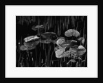 Swamp, Alaska, 1977 by Anonymous