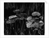 Swamp, Alaska, 1977 by Anonymous