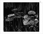 Swamp, Alaska, 1977 by Anonymous