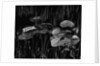 Swamp, Alaska, 1977 by Anonymous