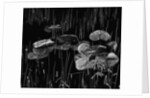 Swamp, Alaska, 1977 by Anonymous