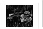 Swamp, Alaska, 1977 by Anonymous