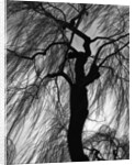 Weeping Willow, Oregon, 1975 by Anonymous