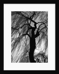 Weeping Willow, Oregon, 1975 by Anonymous