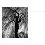 Weeping Willow, Oregon, 1975 by Anonymous