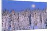 Moon Over Snow-Covered Trees by Anonymous
