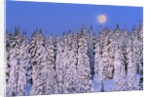 Moon Over Snow-Covered Trees by Anonymous