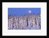 Moon Over Snow-Covered Trees by Anonymous