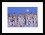 Moon Over Snow-Covered Trees by Anonymous