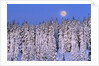Moon Over Snow-Covered Trees by Anonymous