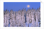 Moon Over Snow-Covered Trees by Anonymous