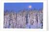 Moon Over Snow-Covered Trees by Anonymous