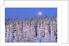 Moon Over Snow-Covered Trees by Anonymous