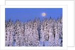 Moon Over Snow-Covered Trees by Anonymous