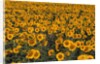 Field of Sunflowers by Anonymous