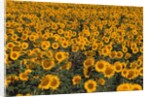 Field of Sunflowers by Anonymous