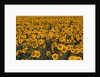 Field of Sunflowers by Anonymous