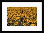 Field of Sunflowers by Anonymous