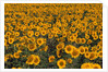 Field of Sunflowers by Anonymous