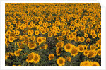 Field of Sunflowers by Anonymous