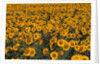 Field of Sunflowers by Anonymous
