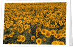 Field of Sunflowers by Anonymous