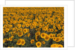 Field of Sunflowers by Anonymous