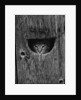 Cat Peeking Out from Barn by Anonymous