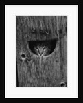 Cat Peeking Out from Barn by Anonymous