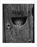 Cat Peeking Out from Barn by Anonymous