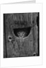 Cat Peeking Out from Barn by Anonymous