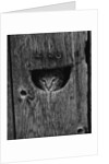 Cat Peeking Out from Barn by Anonymous
