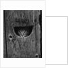Cat Peeking Out from Barn by Anonymous