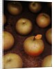 Apple With Leaf by Anonymous