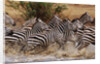 Zebras Running by Anonymous