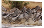 Zebras Running by Anonymous