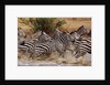 Zebras Running by Anonymous