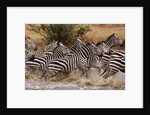 Zebras Running by Anonymous