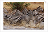 Zebras Running by Anonymous