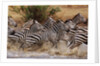 Zebras Running by Anonymous