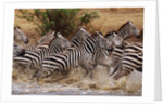 Zebras Running by Anonymous