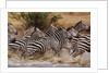Zebras Running by Anonymous