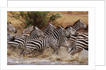 Zebras Running by Anonymous