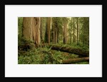Redwood Trees by Anonymous